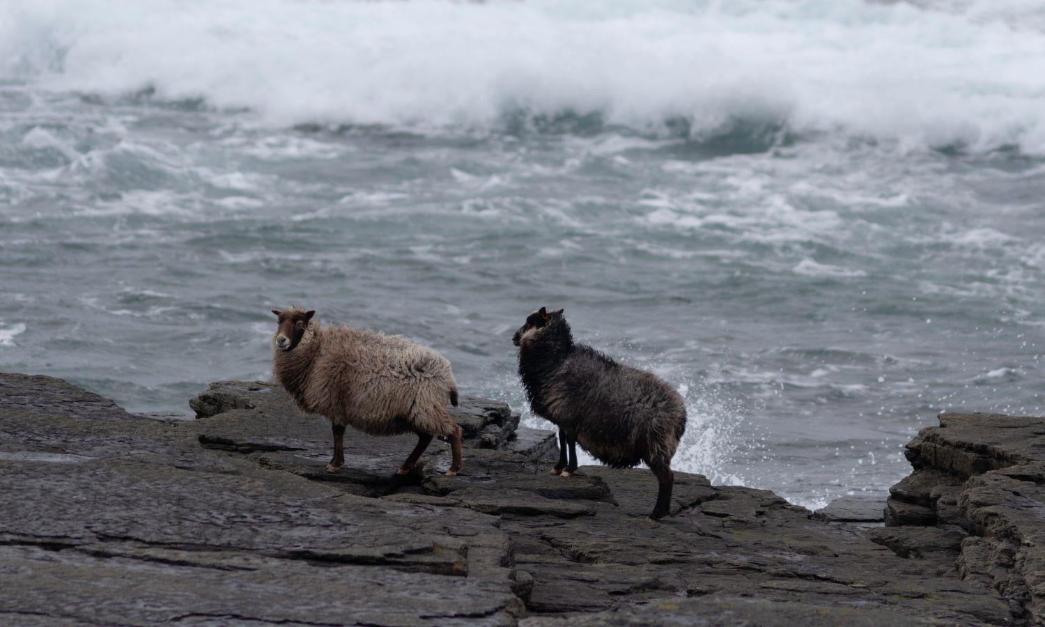 Two sheep on a rocky outcrop in Orkney on a stormy day