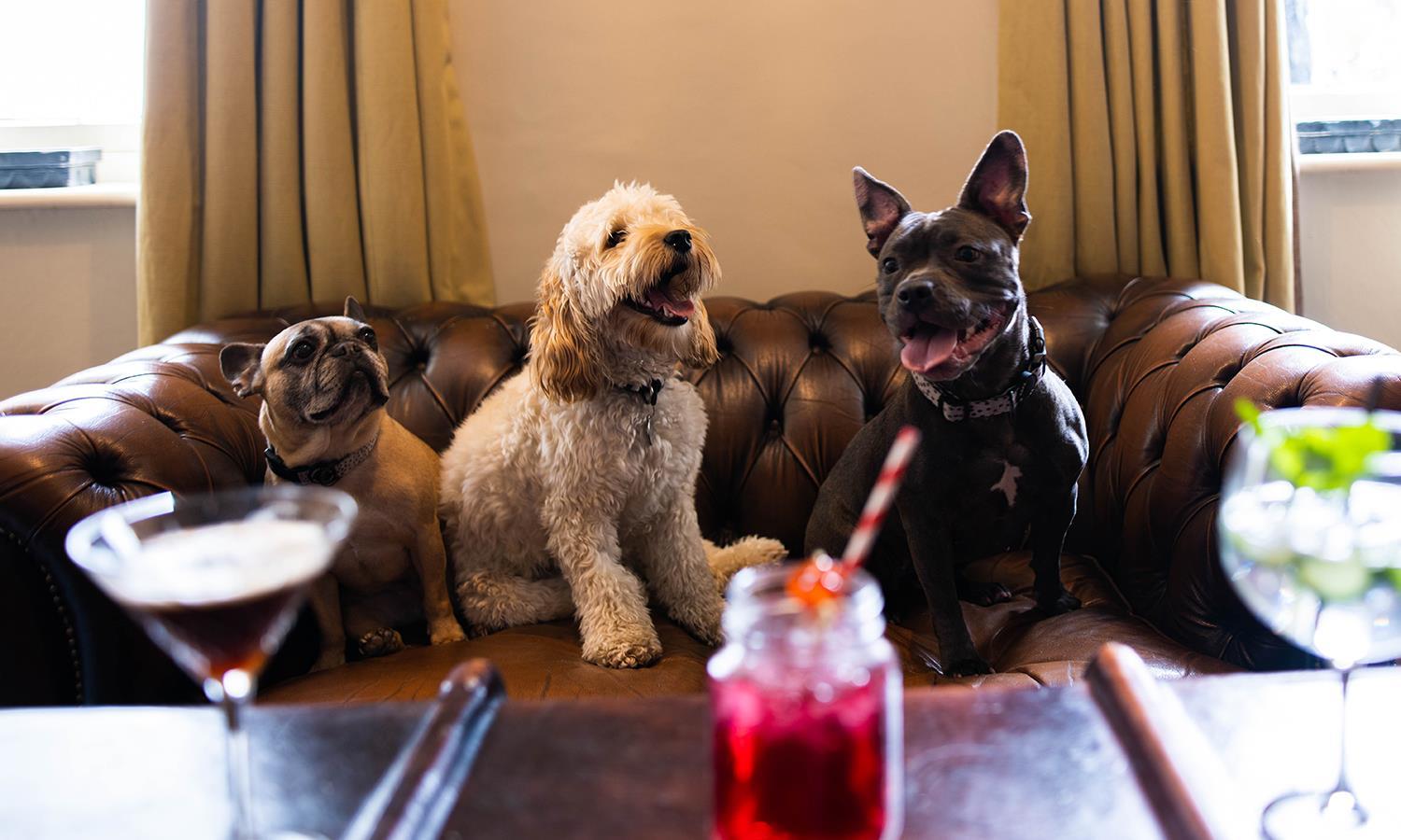 3 dogs sitting on a sofa