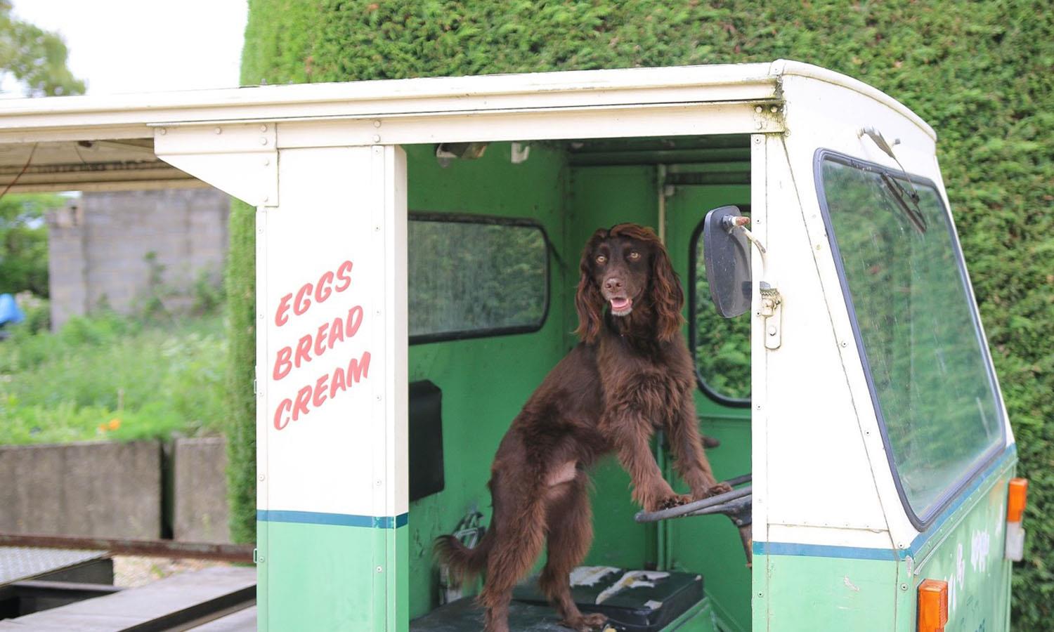 dog in a milk cart