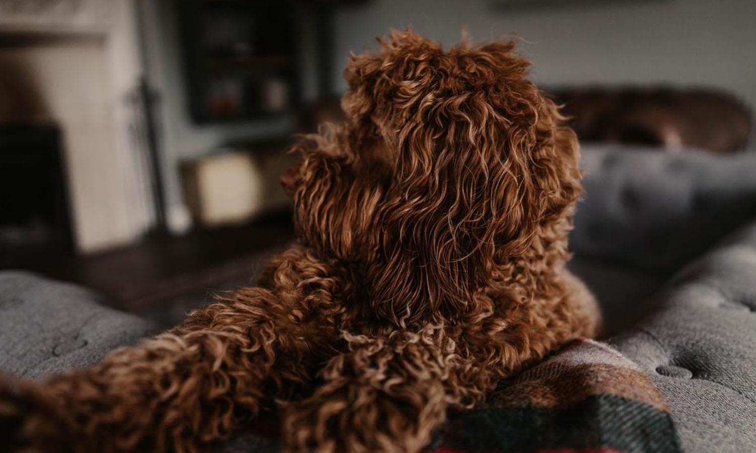 Dog sitting on a sofa at Widbrook Grange hotel near Bath