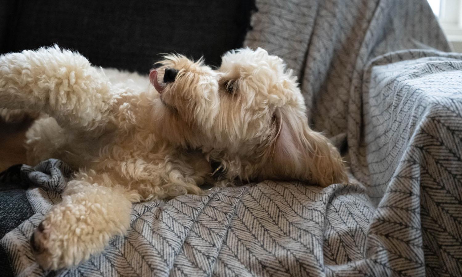 Dog sitting on a sofa at Forss House hotel 