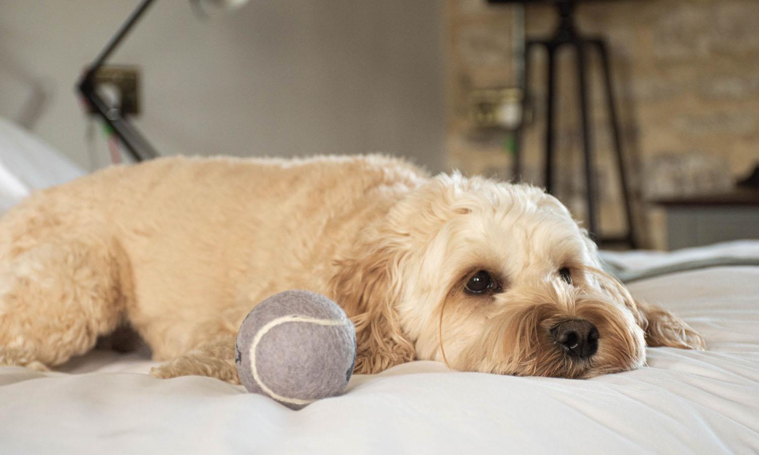 Pippa laying on bed with OC branded tennis ball