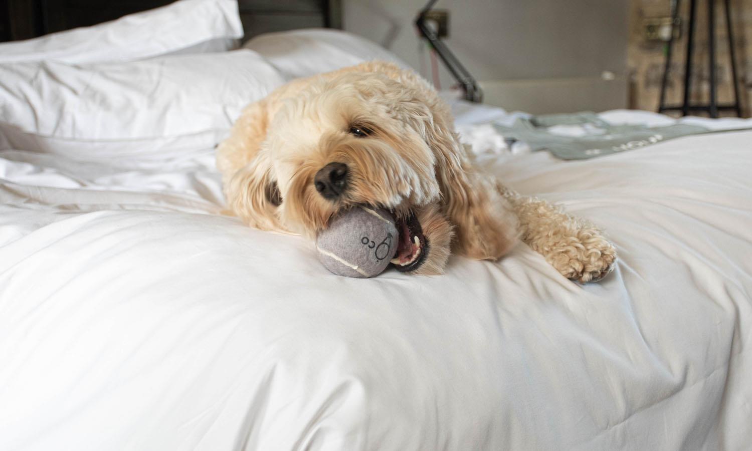 Pippa laying on bed with OC branded tennis ball