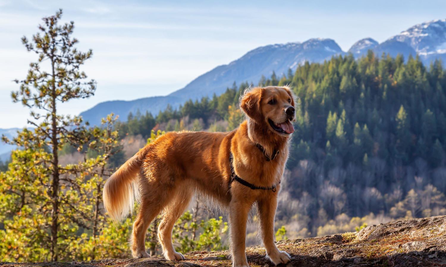 Dog on mountainside near Broadford Hotel 