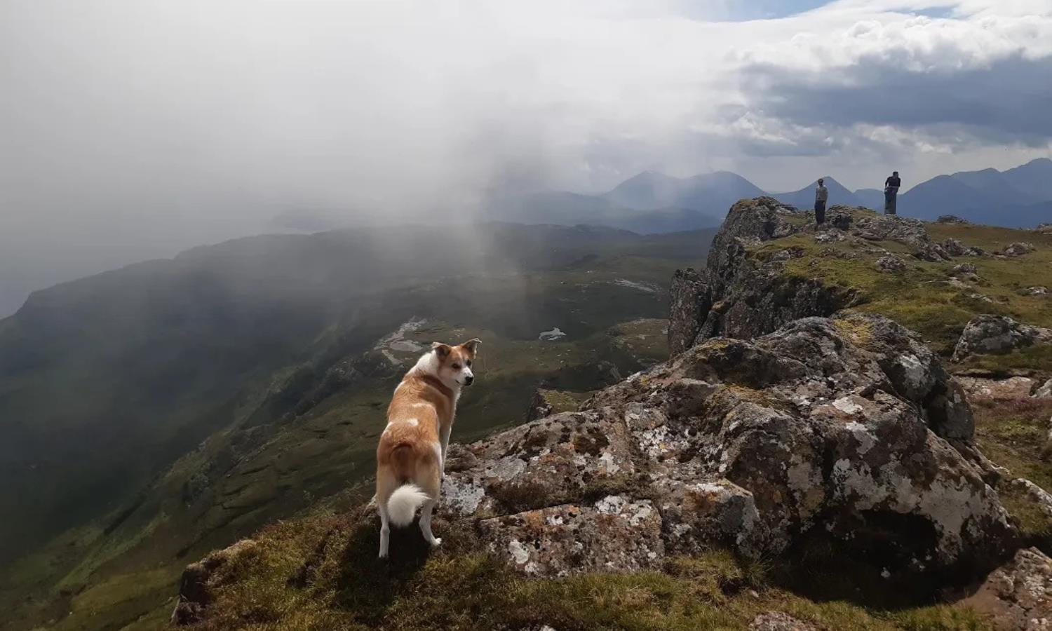 Dog on top of a mountain
