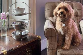 Doggy Afternoon Tea