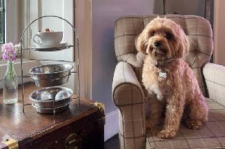 Doggy Afternoon Tea