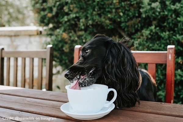 Doggy Afternoon Tea